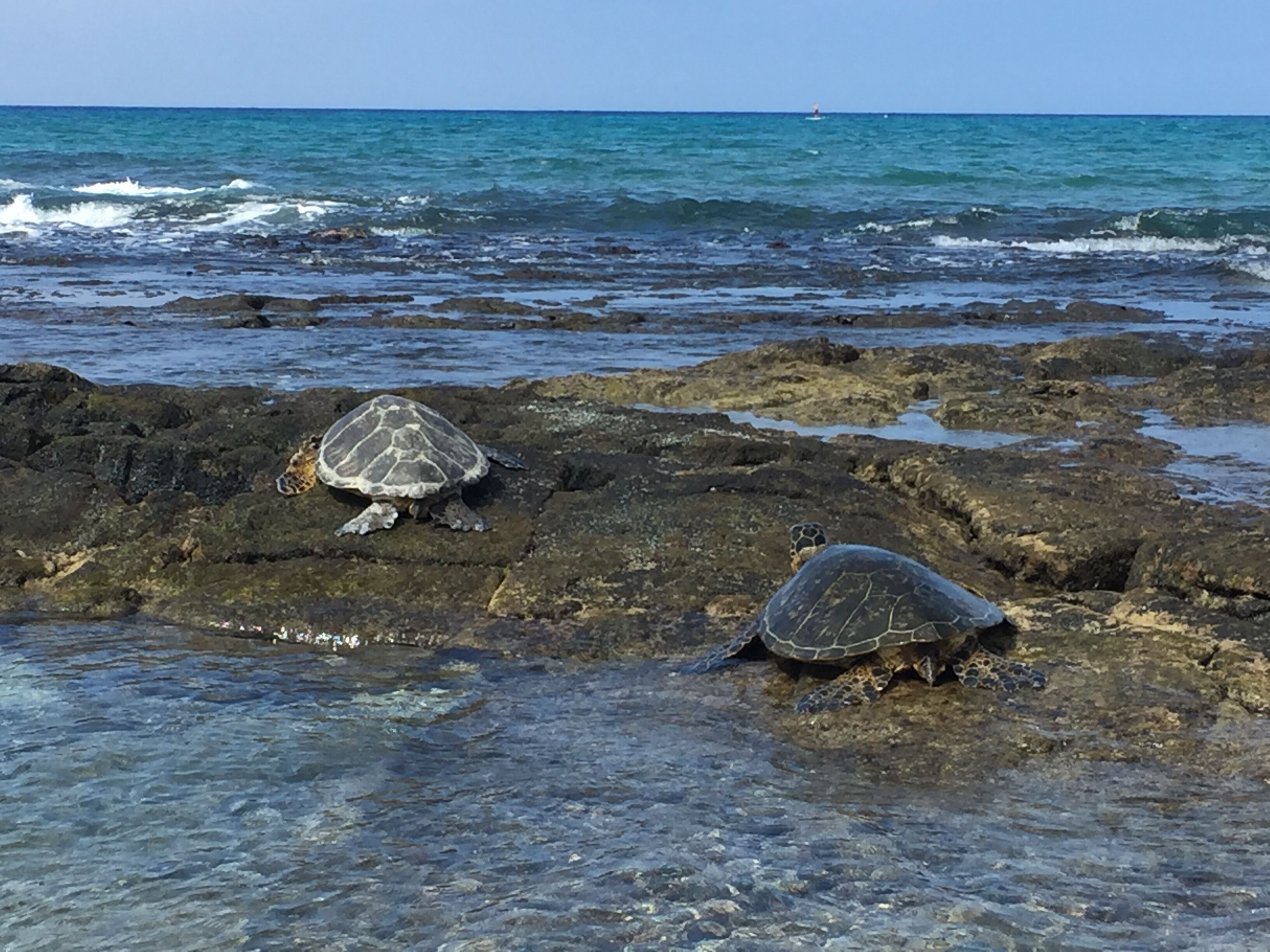 Two sea turtles on rocky shore with the ocean in the background.