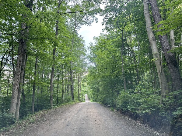 Un chemin de terre bordé de grands arbres, dans une zone boisée.