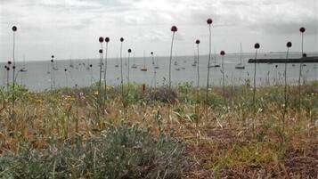 Ubicación a pie de playa y tumbonas