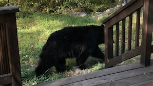 En träaltan med ett räcke, omgiven av en gräsyta med träd i bakgrunden.
