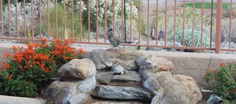 Highly Rated Coyote Lakes home on 1st tee, Sunny getaway by the pool!