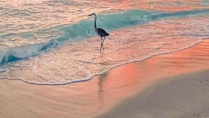 En strandscen med en fågel som står på stranden.