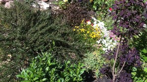 Een tuin met een houten brug en diverse planten.