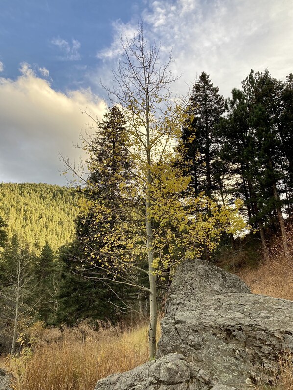 A natural landscape with a prominent rock formation and a tree with yellow leaves.