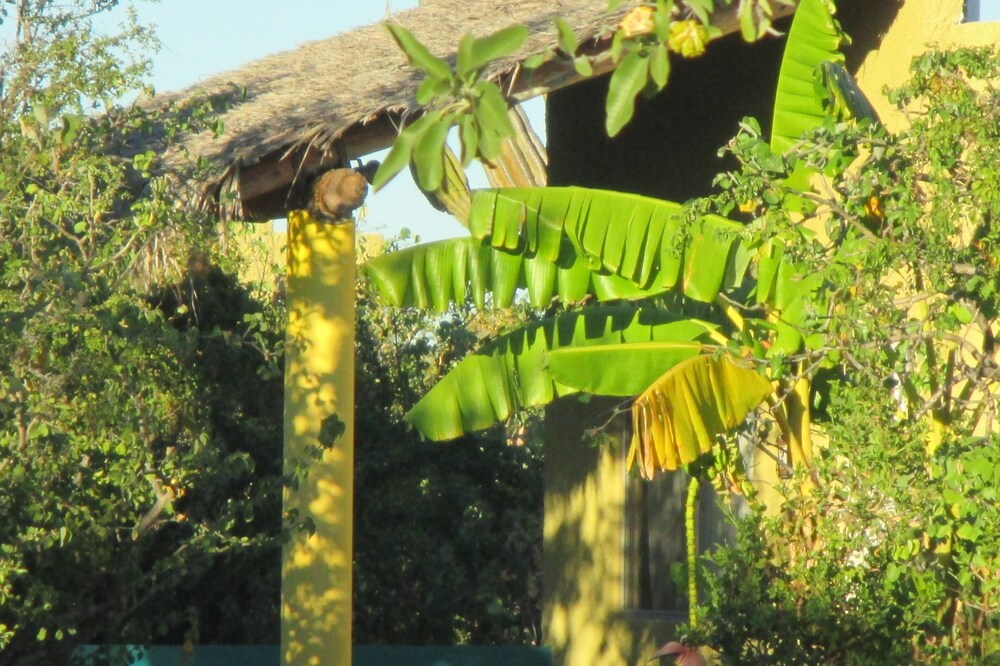 Desert Oasis with swimming pool, BBQ Wifi and outdoor firepit, bird watching