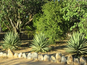 Stroll through a tranquil garden surrounded by lush agave plants and a dense shrub.