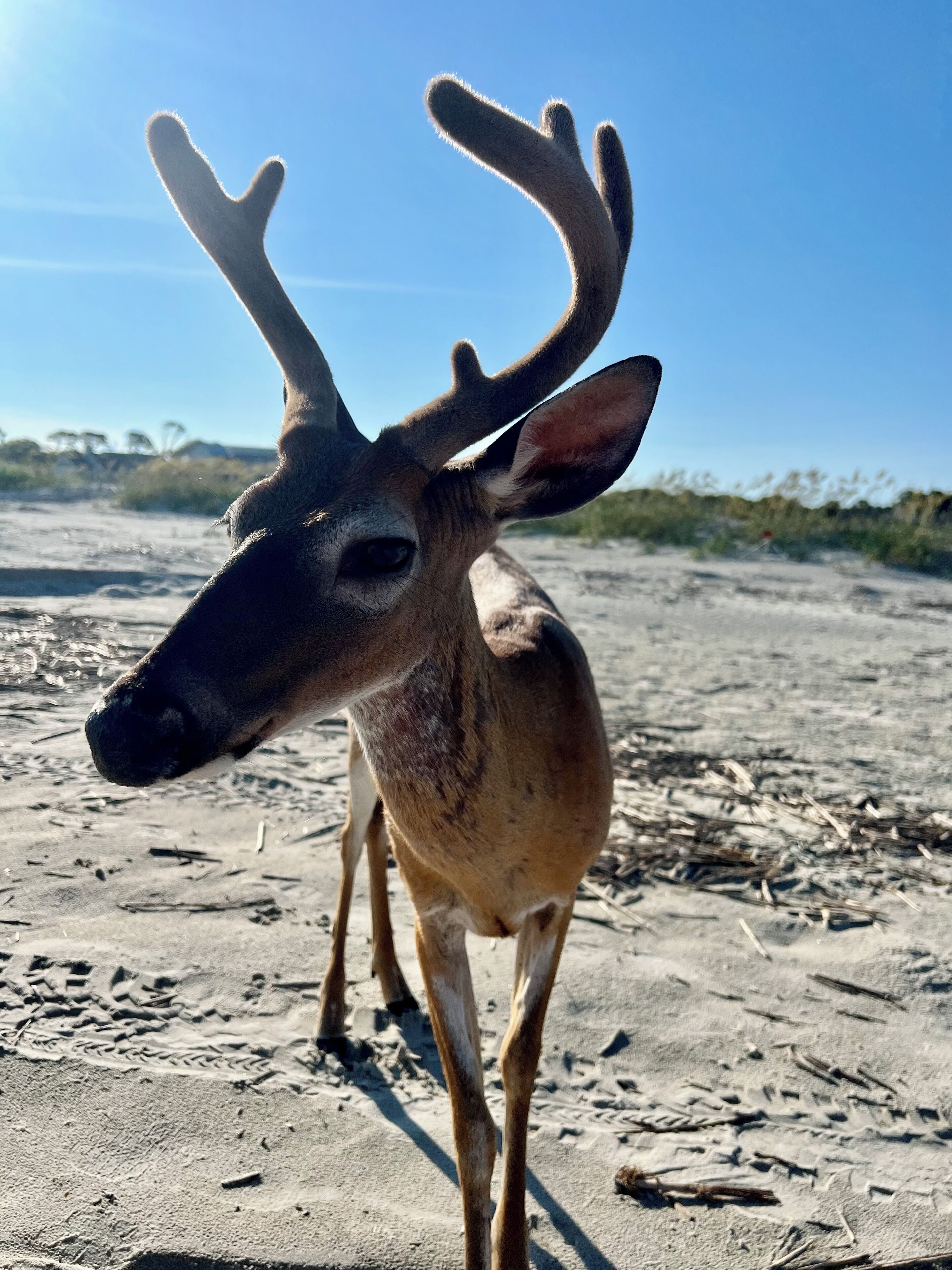 A deer with large antlers standing on sandy ground.