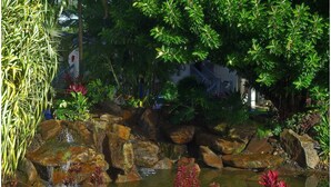 Een tuin met een vijver, stenen en diverse beplanting.
