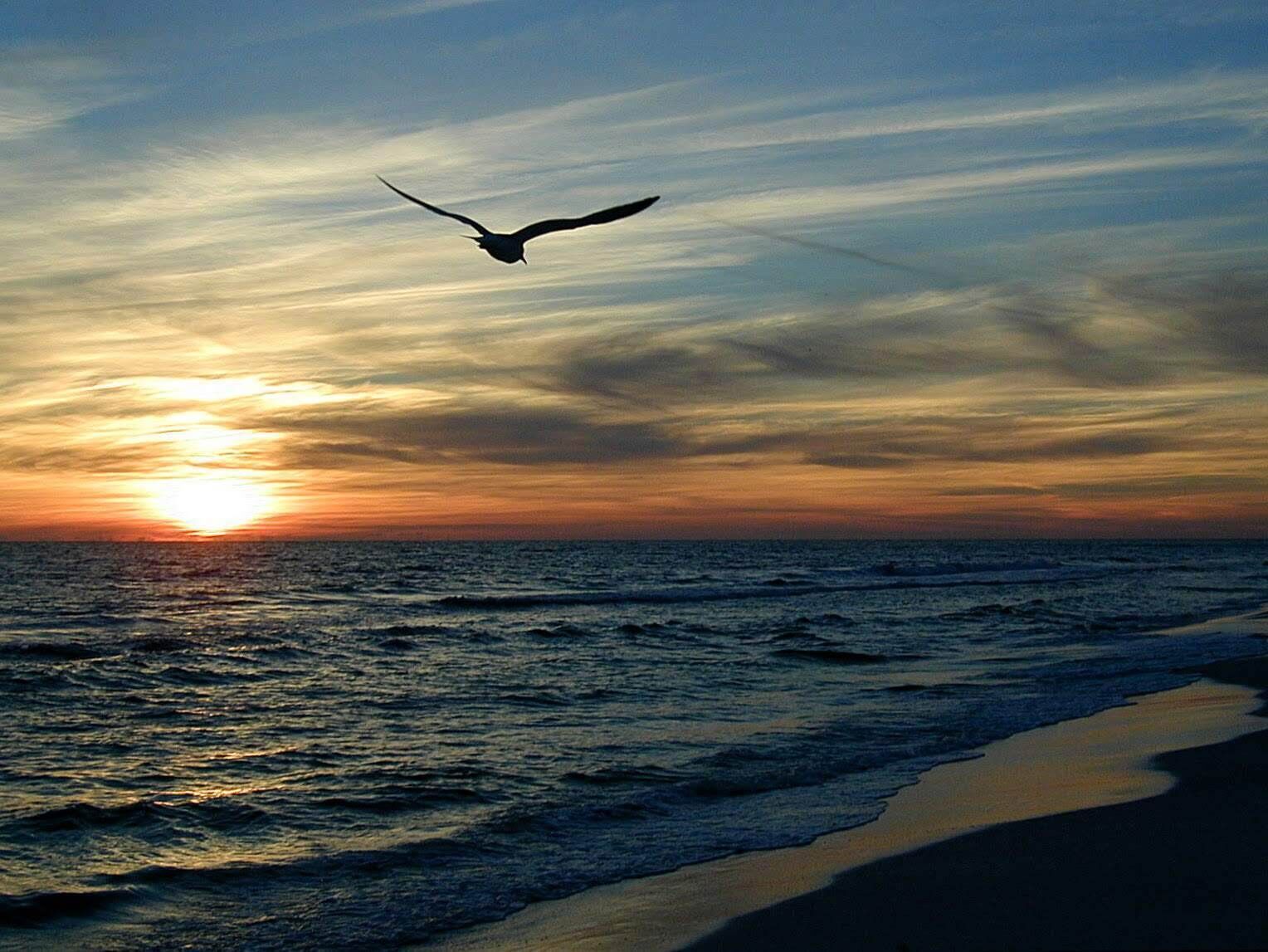 Un atardecer sobre el océano con un ave volando en el cielo.