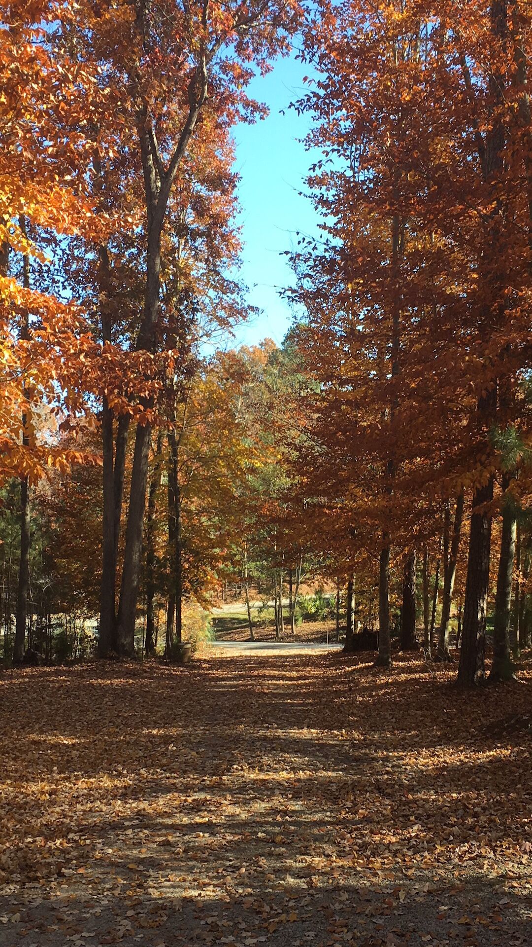 A pathway lined with trees displaying autumn foliage.