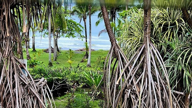 Una piscina rodeada de exuberante vegetación y palmeras.