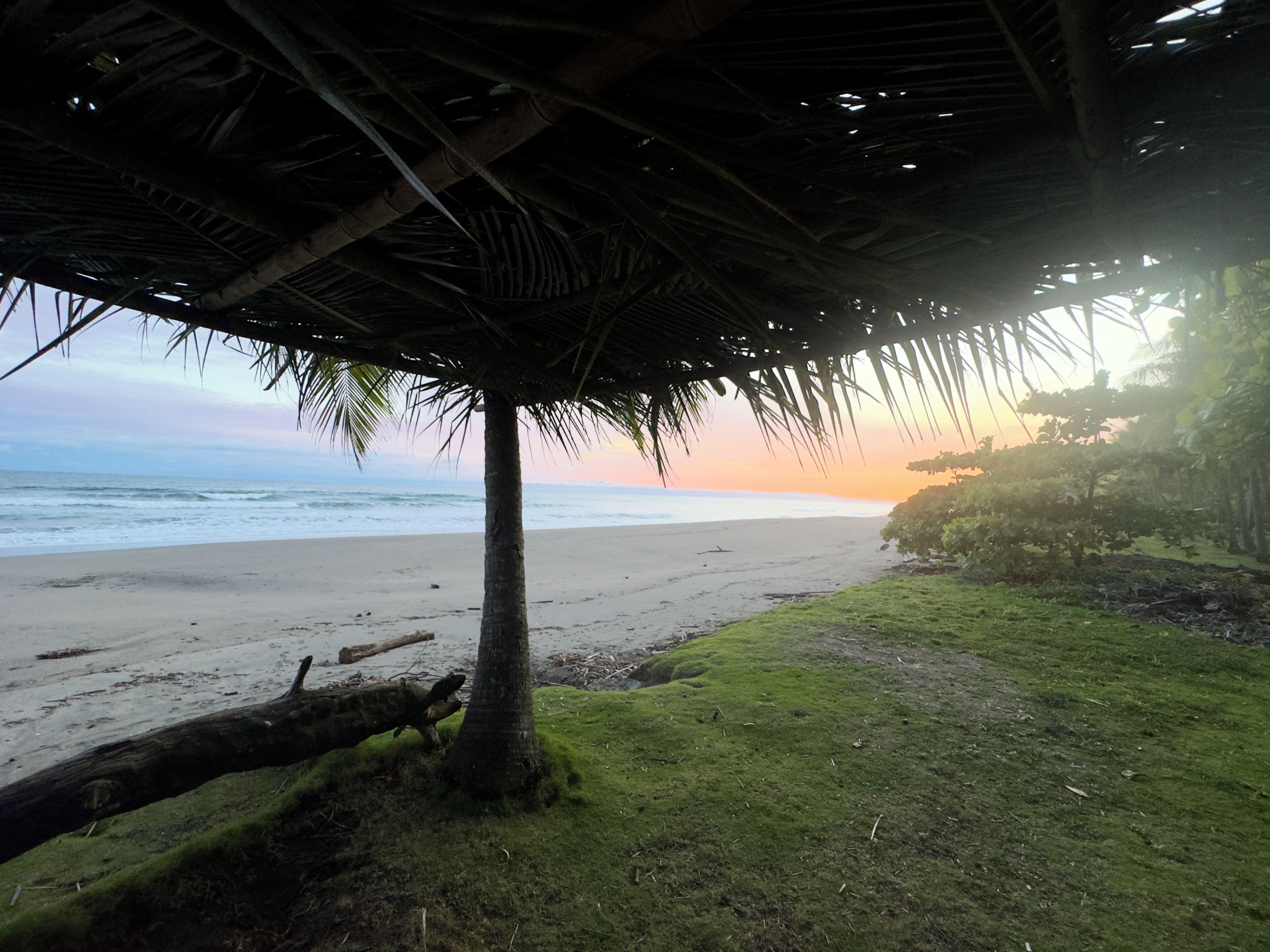 A beach with a thatched roof structure, a palm tree, and a view of the ocean.