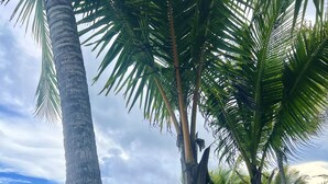 Un espacio con césped, palmeras y vista al océano.