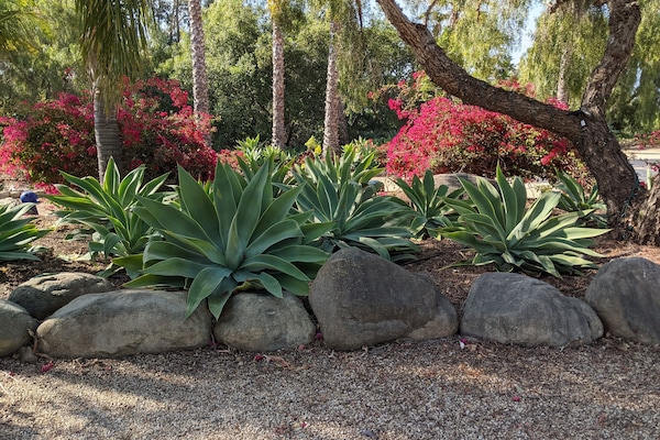 Landscape along the driveway