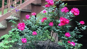 A wooden staircase leading to a building with a garden of pink roses. - Woodland secluded cabin on 7 acres, with private dock and kayaks (Leitchfield)