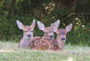 Three deer in a grassy field with dense foliage in the background.