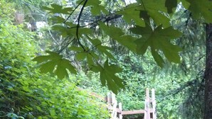 A wooden staircase leading up to a bridge in a forested area.