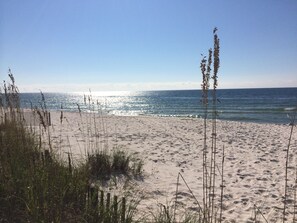 A sandy beach with tall grasses and a clear view of the ocean.