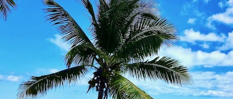 Na praia, espreguiçadeiras, toalhas de praia 