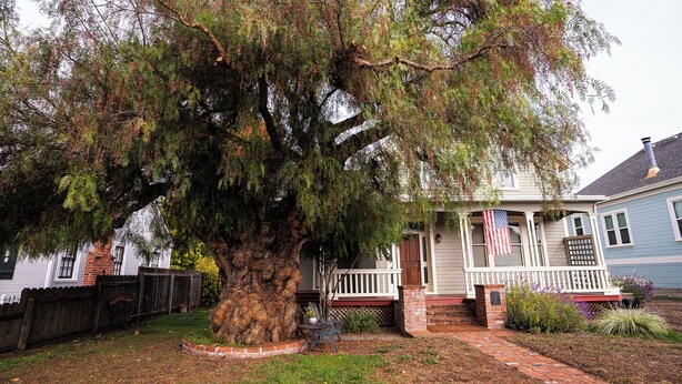 A house with a large tree in front, a porch with a flag, and a brick pathway. - Charming 1870 Farmhouse in the Heart of Petaluma
 (Petaluma)