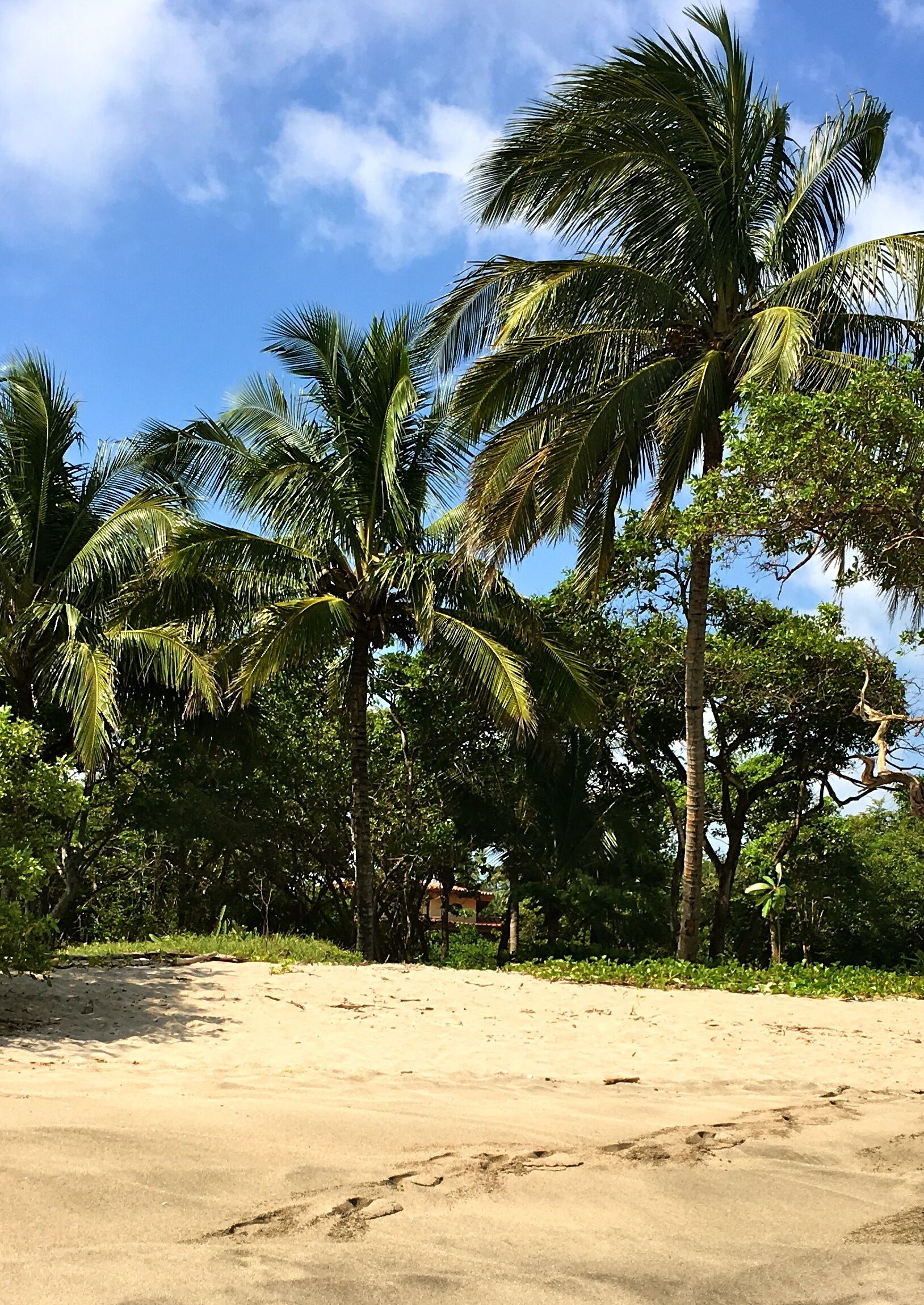 Ein sandiger Strand mit Palmen und üppiger Vegetation im Hintergrund.