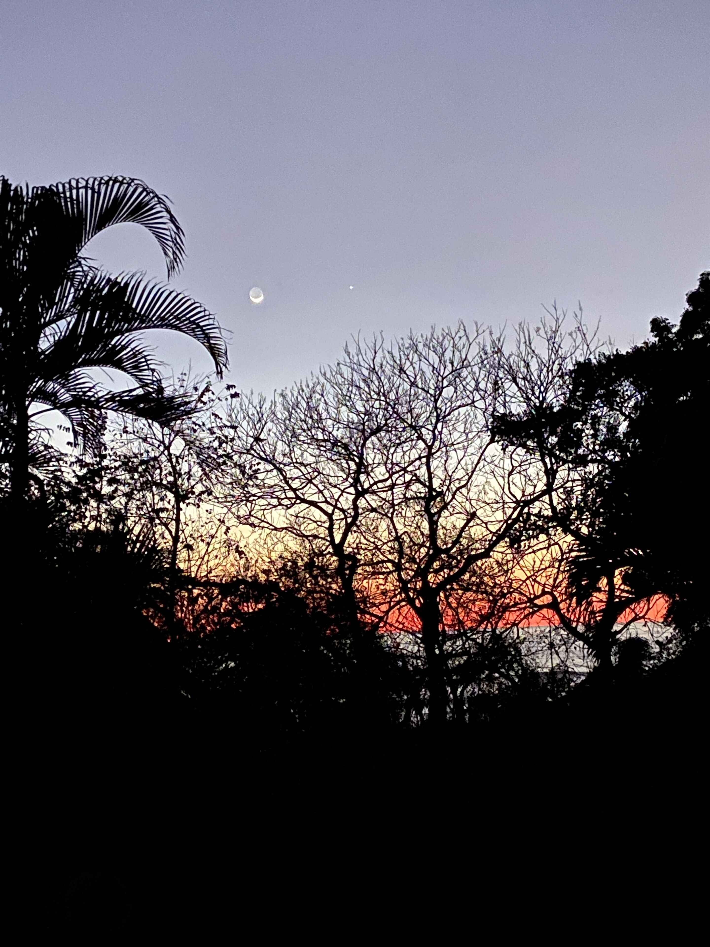 A silhouette of trees against a sunset sky with a moon visible.