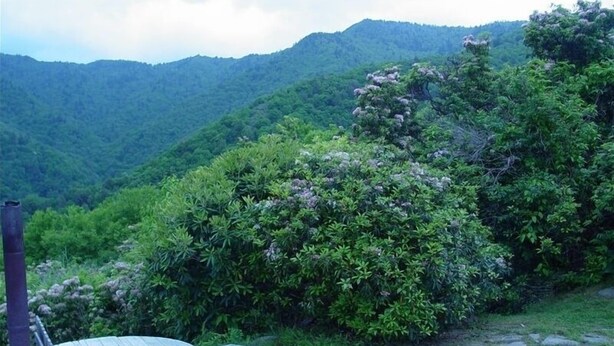 A stone pathway leading to a wooden deck with a metal railing, surrounded by lush greenery and mountains in the background.