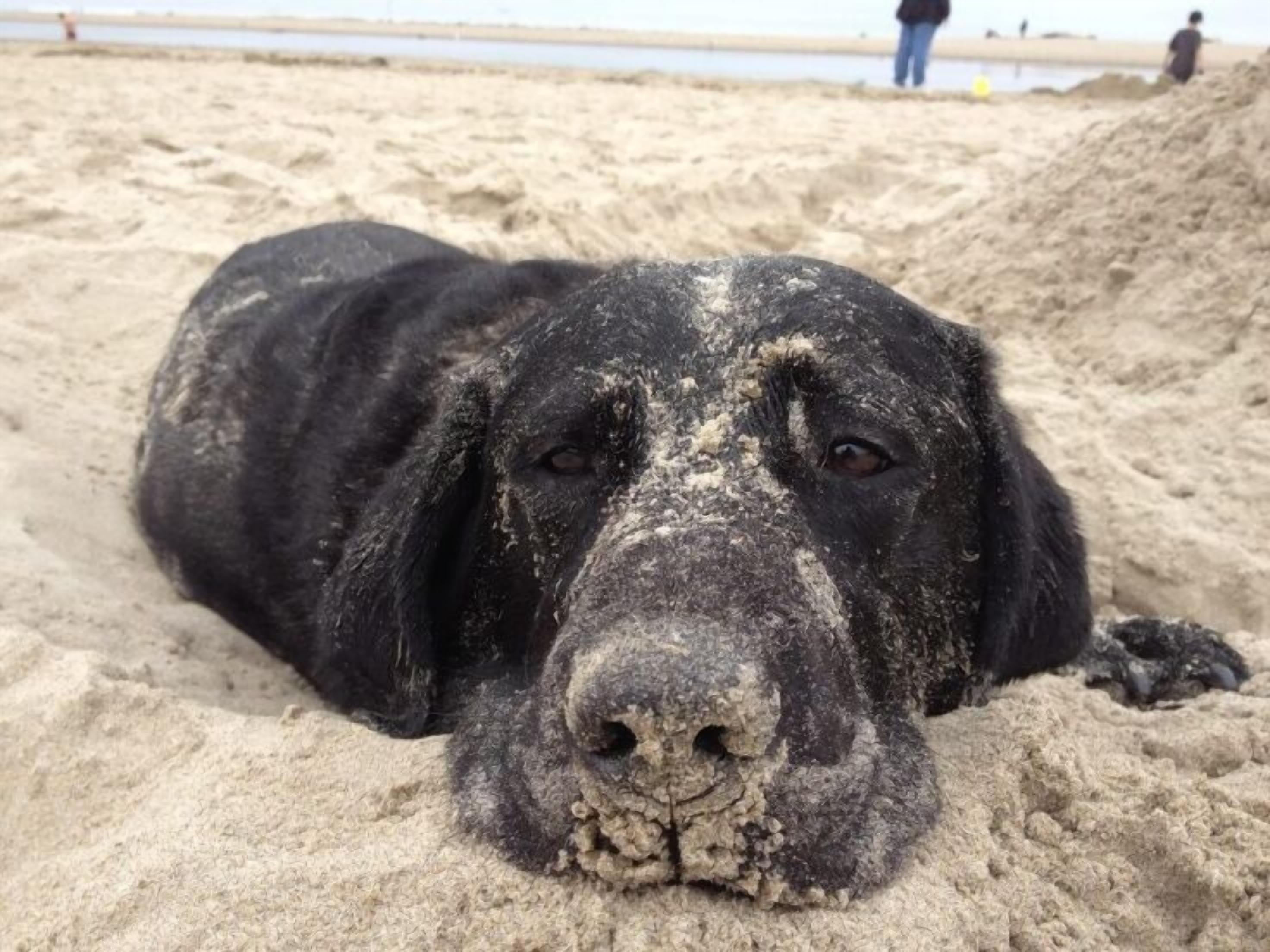 Un chien noir allongé sur du sable.