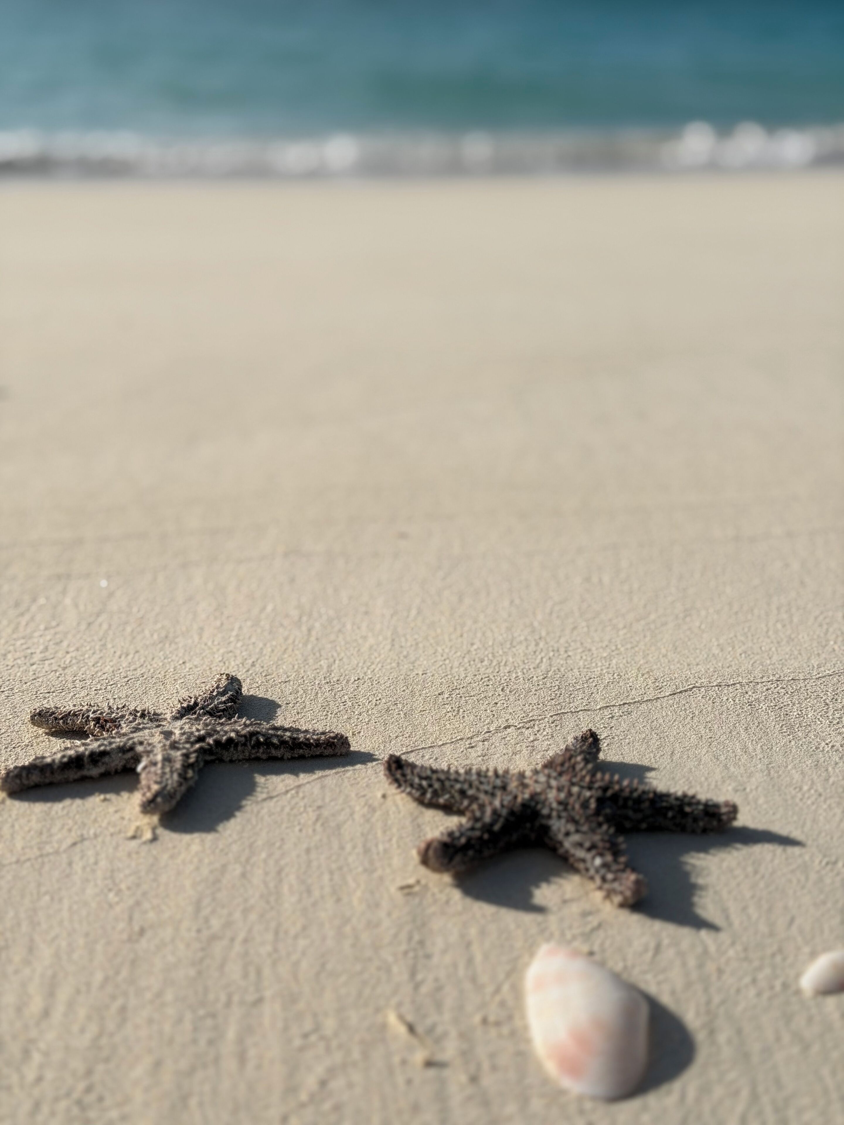 Une plage de sable avec des  étoiles de mer et des galets lisses.
