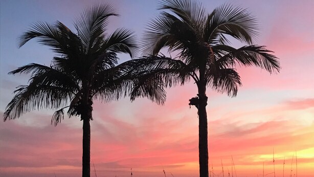 Two palm trees silhouetted against a sunset sky. - Beautiful Condo at Madeira Beach, 2Htd Pools,Walk to Beach,WiFi,Piers,Johns Pass (Madeira Beach)