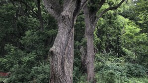 A large tree with a textured trunk and dense foliage in a landscaped area with a paved path and a planter. - Retreat-Like Setting (Trumansburg)