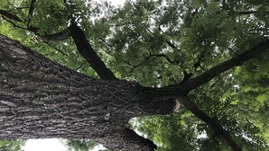 A large tree with a thick trunk and dense foliage. - Retreat-Like Setting (Trumansburg)