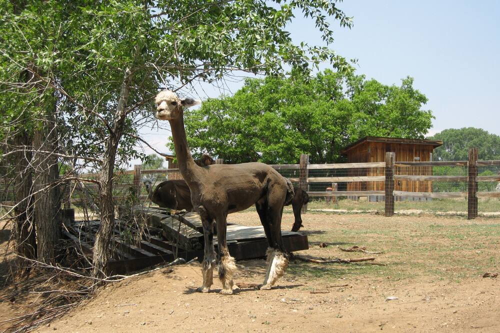The Sloping Porch Guest Cottage @ Rio Hondo Vally Alpacas-No Cleaning Fee