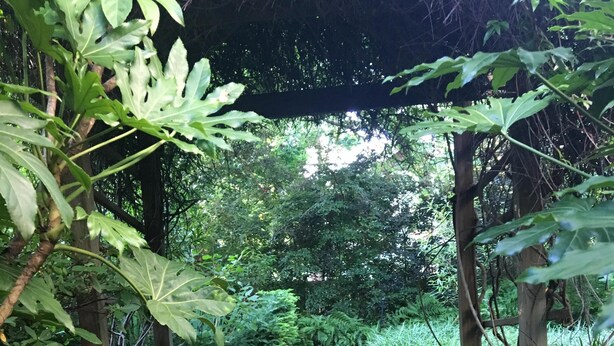 En gång av tegelstenar som leder genom en trädgård med växter som har stora blad och en pergola av trä.