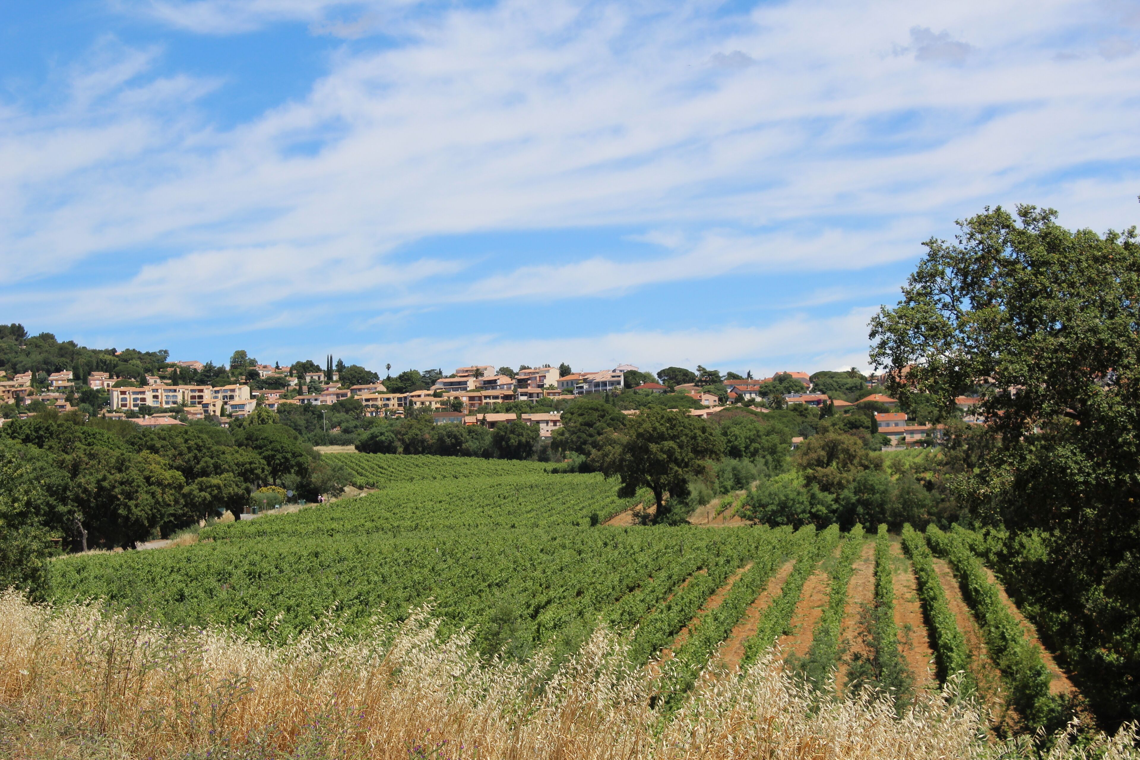 A vineyard with rows of grapevines and a town in the background.