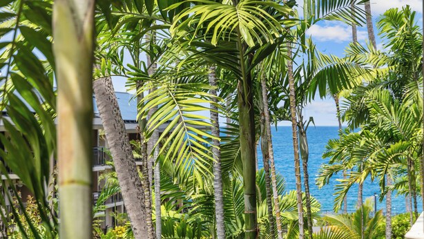 A tropical resort with palm trees and a view of the ocean.