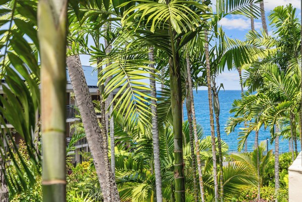Property grounds - 🌴Lovely garden unit with partial ocean view from the lanai. Well equipped🌴 (Kailua-Kona)