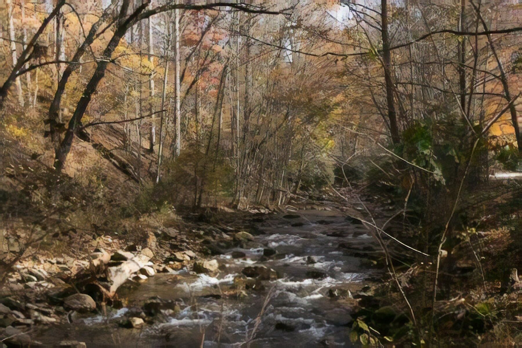 Un arroyo en el bosque con rocas y árboles.
