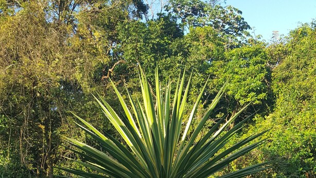 A large agave plant in a grassy area with dense foliage in the background. - A charming house surrounded by beautiful nature. Cosy, WiFi & fully equipped. (Nuevo Arenal)