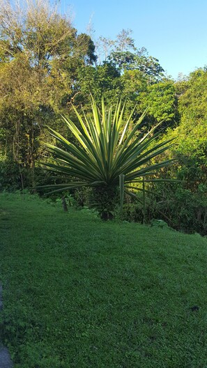 A large agave plant in a grassy area with dense foliage in the background. - A charming house surrounded by beautiful nature. Cosy, WiFi & fully equipped. (Nuevo Arenal)