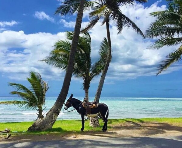 En hest med sadel står under palmer ved en strand.