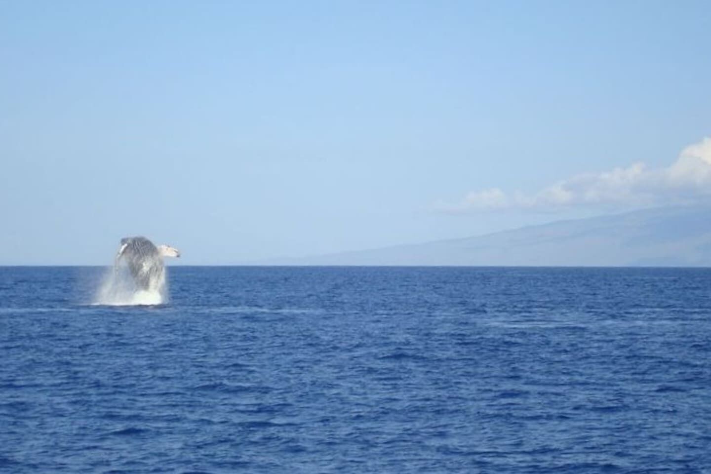 Een walvis springt uit de zee.