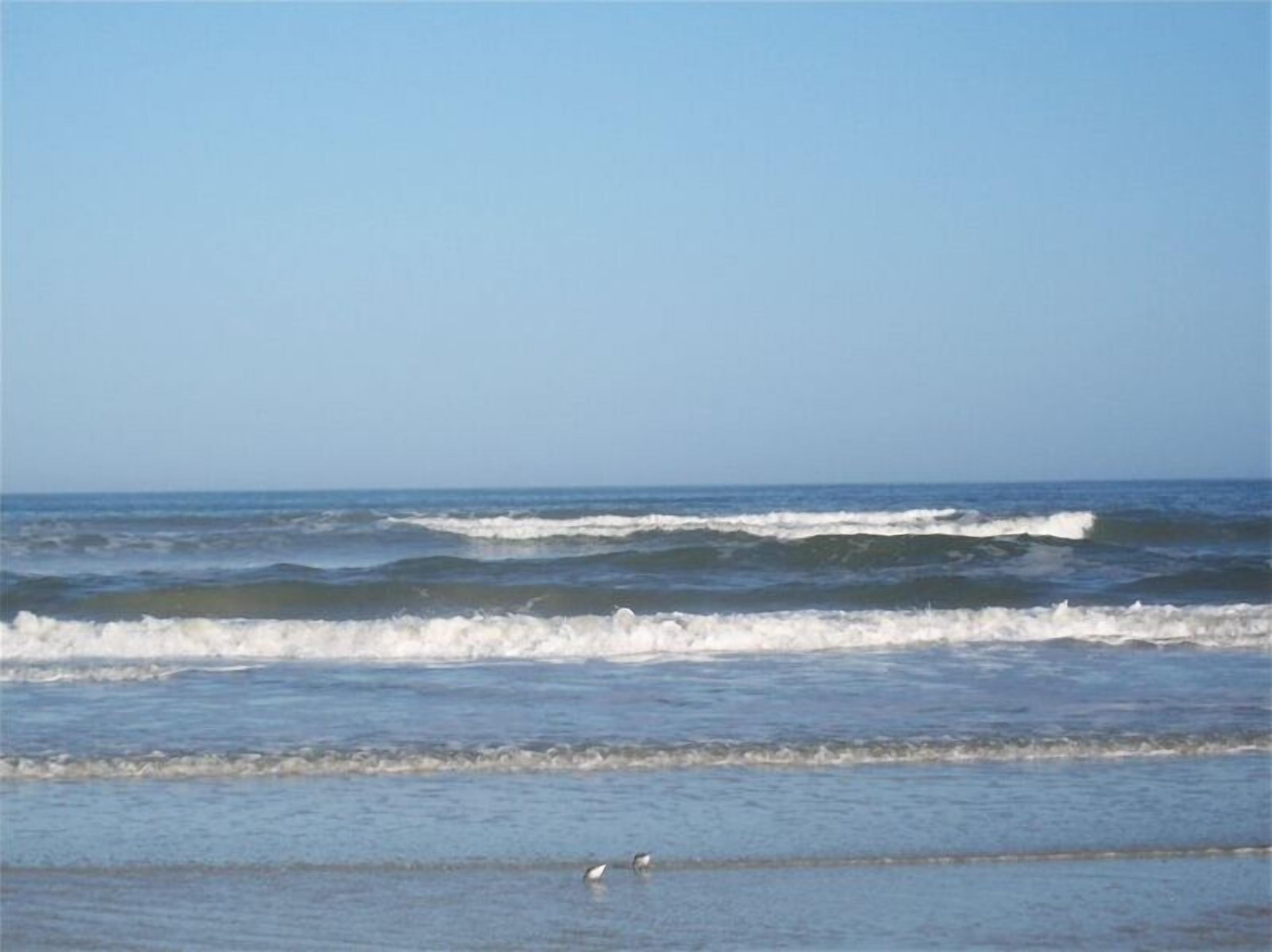 Une plage avec des vagues et un oiseau sur le rivage.