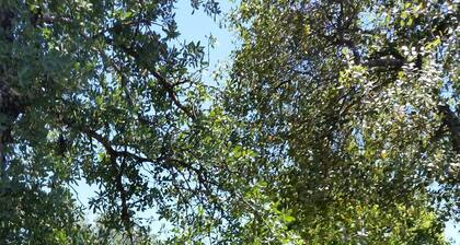 Hiljainen mökki Golf Course