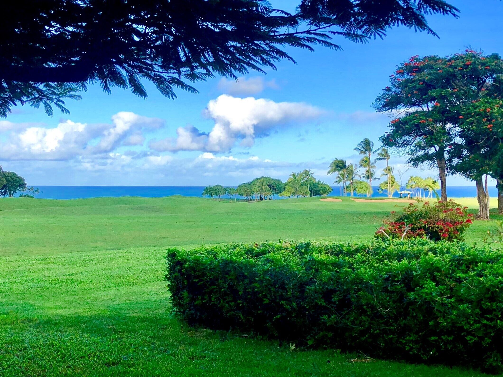 A lush green landscape with a clear view of the ocean and palm trees.