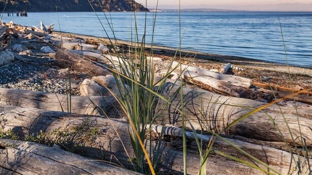 A rocky shoreline with driftwood and vegetation. - Anchor Away, Whidbey Island Beachfront Getaway (Clinton)