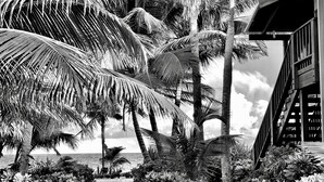 Escena de playa con palmeras, una estructura de madera y vista al océano.