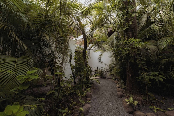 A narrow pathway surrounded by dense foliage and a white wall.