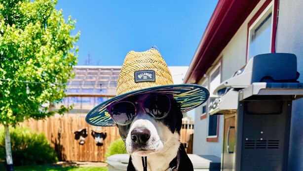 Un perro con sombrero de paja y gafas de sol sentado sobre una cubierta de madera.