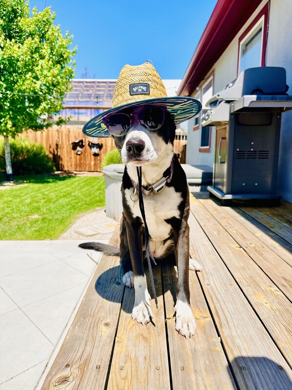 Property grounds - Book NOW for Holidays and Skiing Monarch! Multi-family, pets allowed, HOT TUB! (Salida)